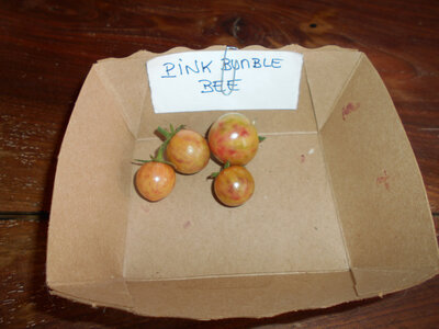Tomate 'apéro' pink bumble bee plant (mi-préc
