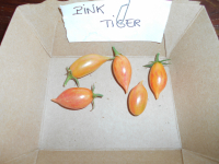 Tomate 'apéro' pink tiger plant (mi-précoce)