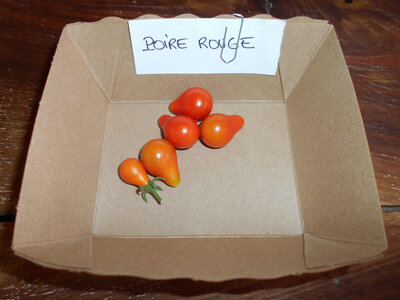 Tomate 'apéro' poire rouge plant (précoce)
