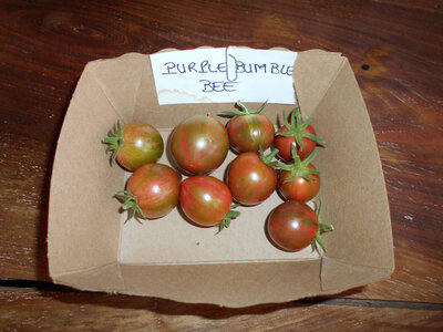Tomate 'apéro' purple bumble bee plant (mi-pr