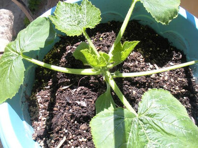 Plant concombre godet 7 cm
