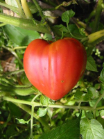 Plant tomate coeur de boeuf go 7 cm