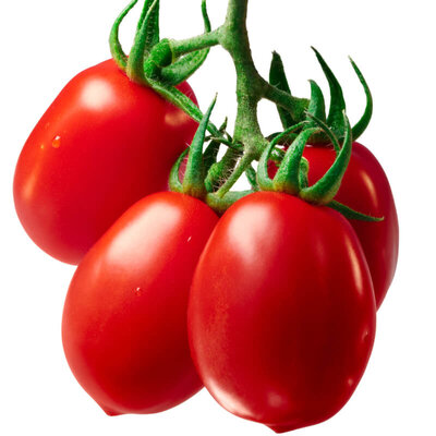 Plant tomate roma godet 7 cm