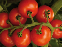 Plant tomate paola godet 7 cm