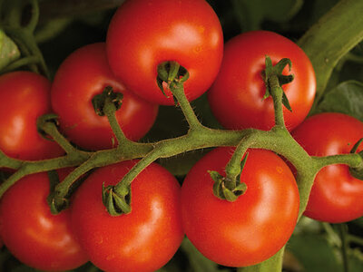 Plant tomate paola godet 7 cm