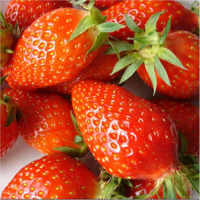 Fraisier gariguette barquette de 6 plants