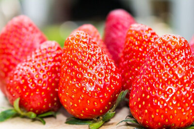 Plant fraisier gento godet 7 cm
