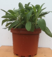 Sauge en pot de 17 cm