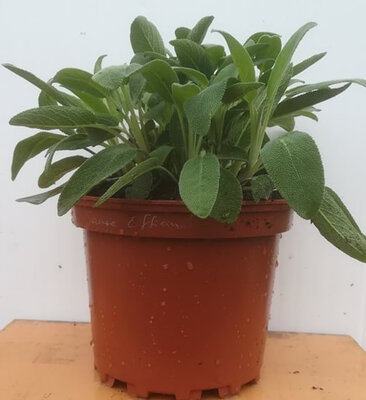 Sauge en pot de 17 cm