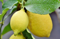 Oubliettes citron/gingembre