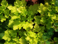 Vivace heuchera vert anis