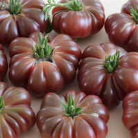 Tomate purple calabash
