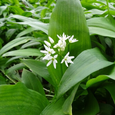 Ail des ours feuilles bio montagne sauvage