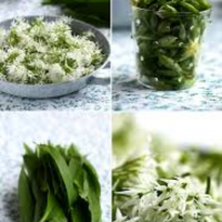 Fleurs et bourgeons frais ail des ou