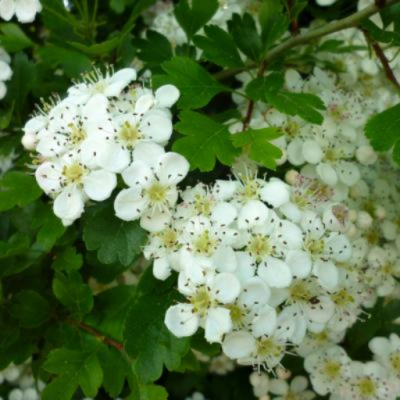 Plant d'arbuste aubepine medicinale