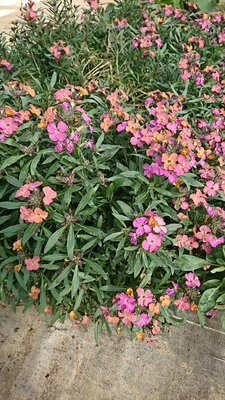 Giroflée mauve orangé en pot de 3l
