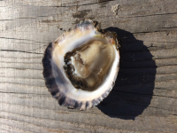 12 huîtres plates moyennes