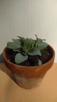 Plante a huitre pot 15 cm terre cuit
