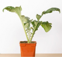 Artichaut vert de laon pot 15 cm