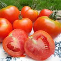 Plant tomate montfavet godet 7 cm
