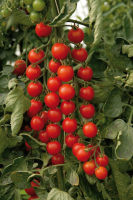 Plant tomate cerise godet 7 cm