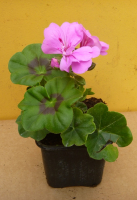 Plant geranium zonal godet 7 cm