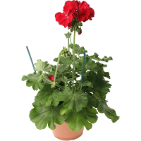 Geranium zonal pot 13 cm