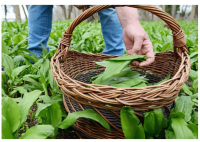 Bouquet d ail des ours