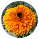 Souci (calendula) - image 2