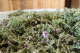 Thym - image 4
