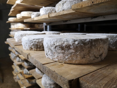 Tomme fermière