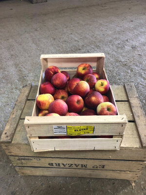 Pommes variété elstar