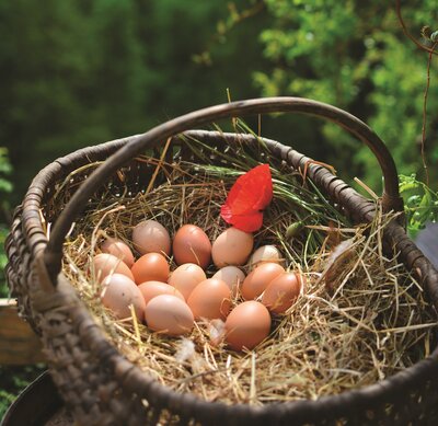 6 oeufs bio sans boîte