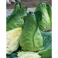 Chou pointu de printemps