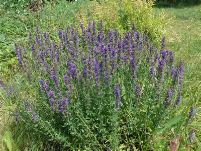 Hysope plant