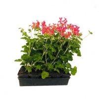 Plant geranium lierre godet 7 cm
