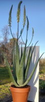 Aloé vera rare 1,50 m en pot de tc de 29 cm