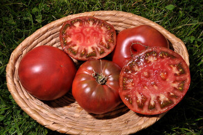 Plant tomate noire de crimée god 7c