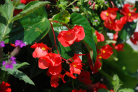 Begonia dragon pot de 13 cm