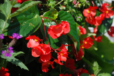 Begonia dragon pot de 13 cm