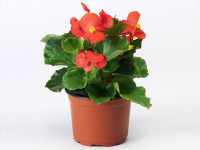 Begonia en pot de 12 cm