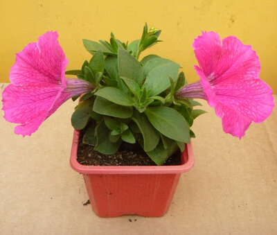 Plant petunia godet 7 cm