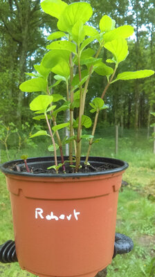 Menthe robert en pot de 12 cm