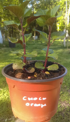 Menthe choco-orange en pot de 12 cm