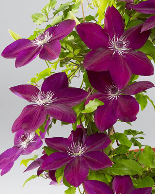 Clématite violet bleu grimpante