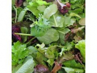 Mesclun de jeunes pousses