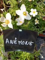 Anémone sylvestrice blanche