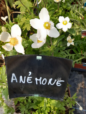 Anémone sylvestrice blanche