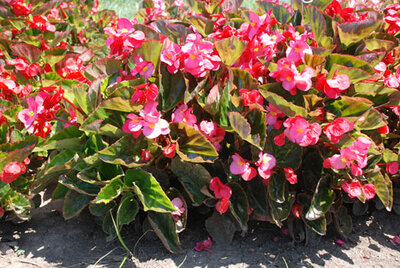 Bégoniz big rose-