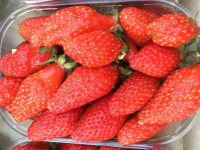Fraises